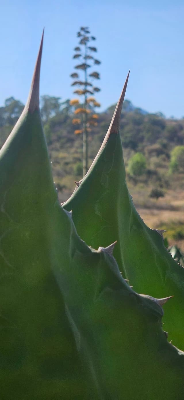 Mujeres Mezcaleras de Michoacán 4